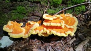 Chicken of the Woods