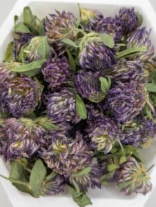 Red Clover