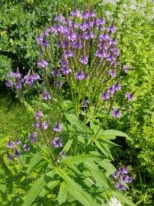 Blue Vervain