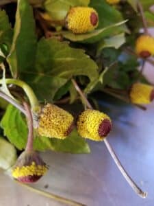 Spilanthes