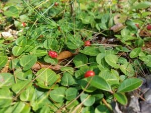 Patridgeberry