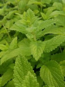 Lemon balm plant pic