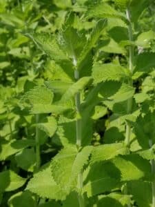 applemint plant pic