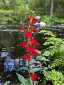 Lobelia cardinalis