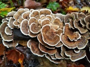 Turkey Tail